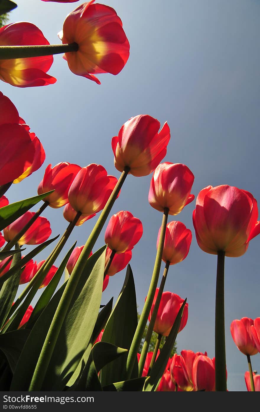 View red tulips and blue sky