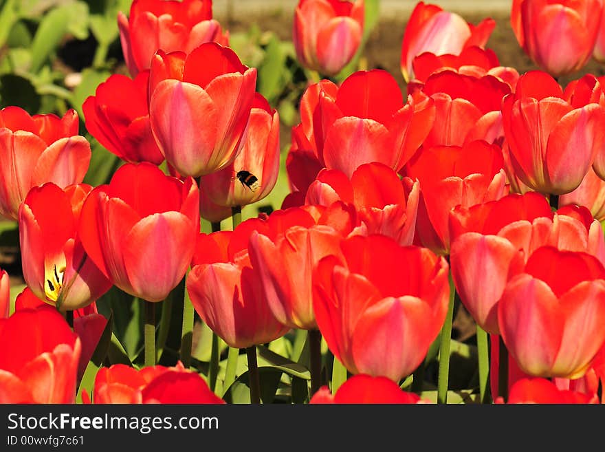 View red tulips and bumblebee