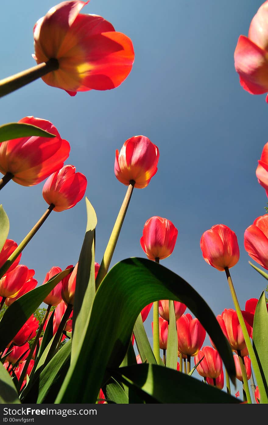 Red tulips on a backgroynd blue sky