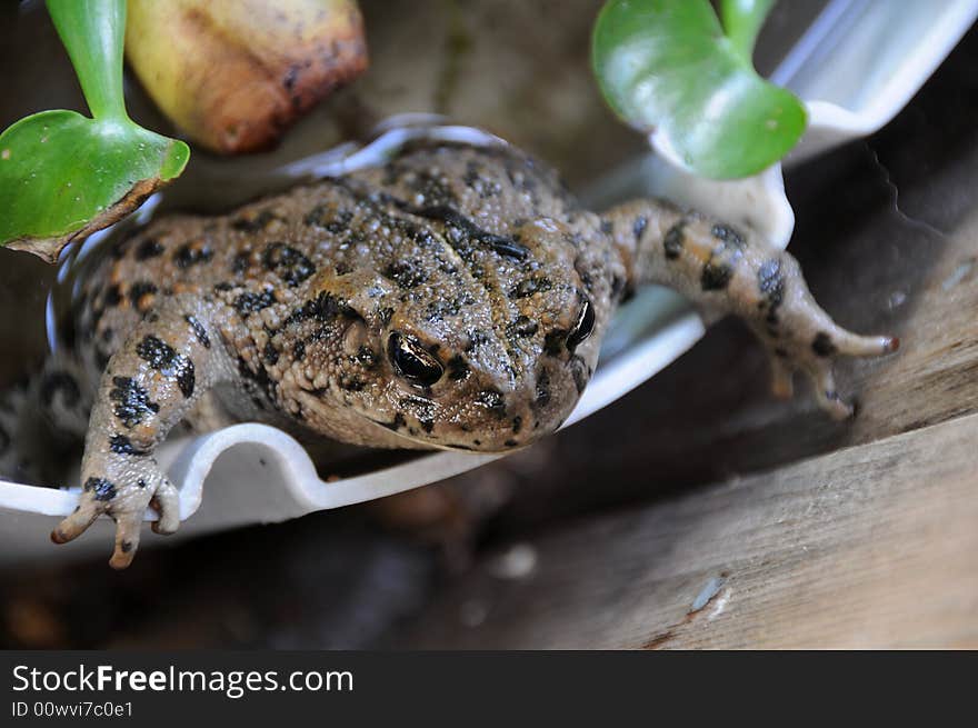 Toad Out for a Swim