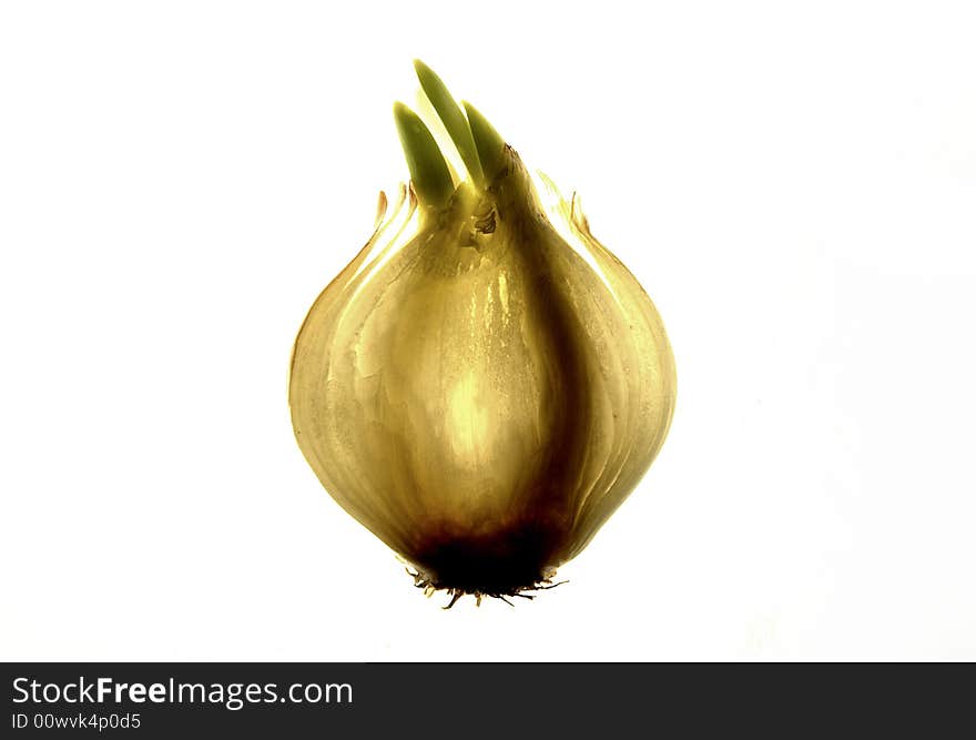 Goldish onion