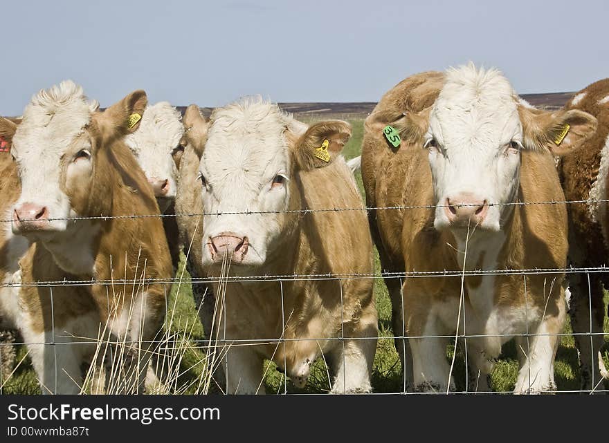 Group of cows looking over a fence. A collective noun is a word for a group of specific items, animals or people. For example, a group of ships is called a fleet, a group of cows is called a herd, a group of lions is called a pride, a group of baseball players is called a team, and a group of ants is called a colony.  the collective noun for cows and bulls. The collective noun for a large group of cattle is “herd,” so you would say “a herd of cattle” to refer to a large group of cattle usually belonging to the same ranch.