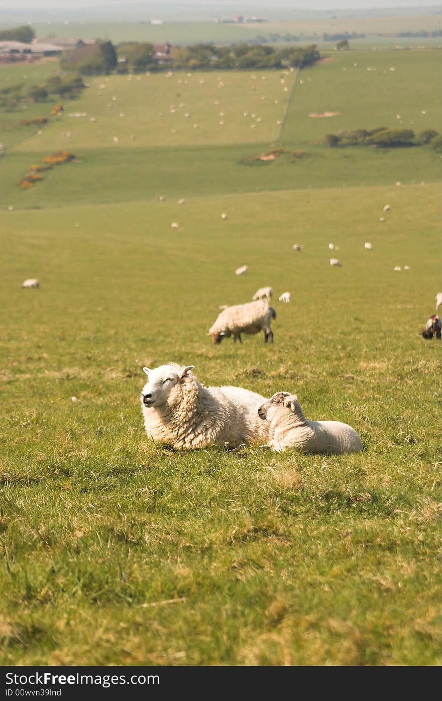 Sheep on green meadow, england