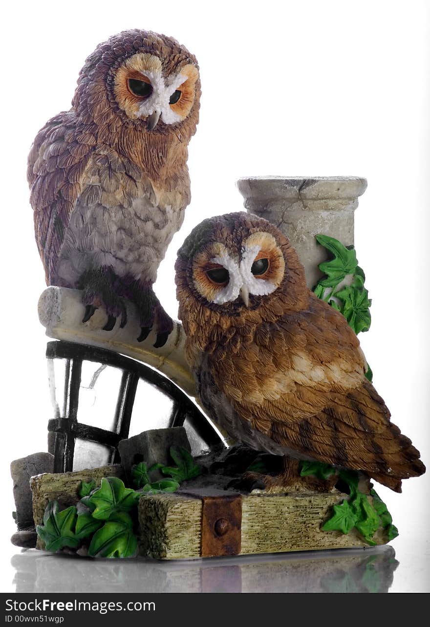 Tawny owls