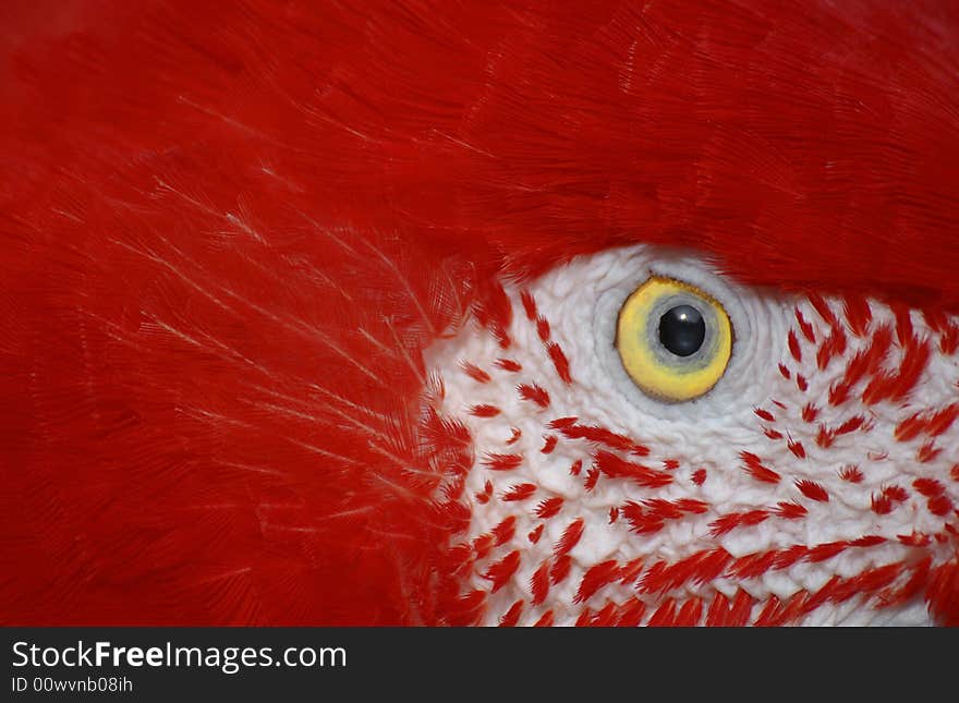 Close up of a scarlet macaw eye