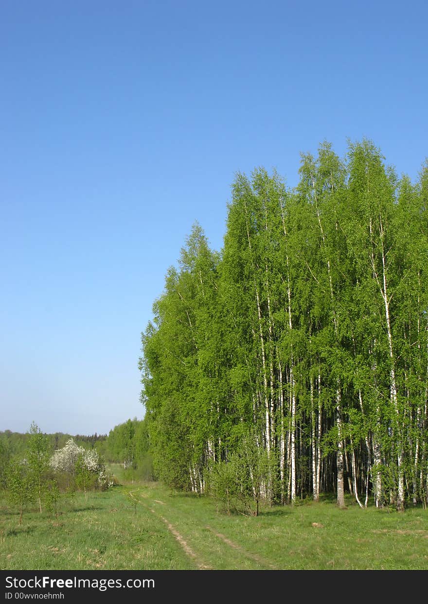 Birch grove in spring morning