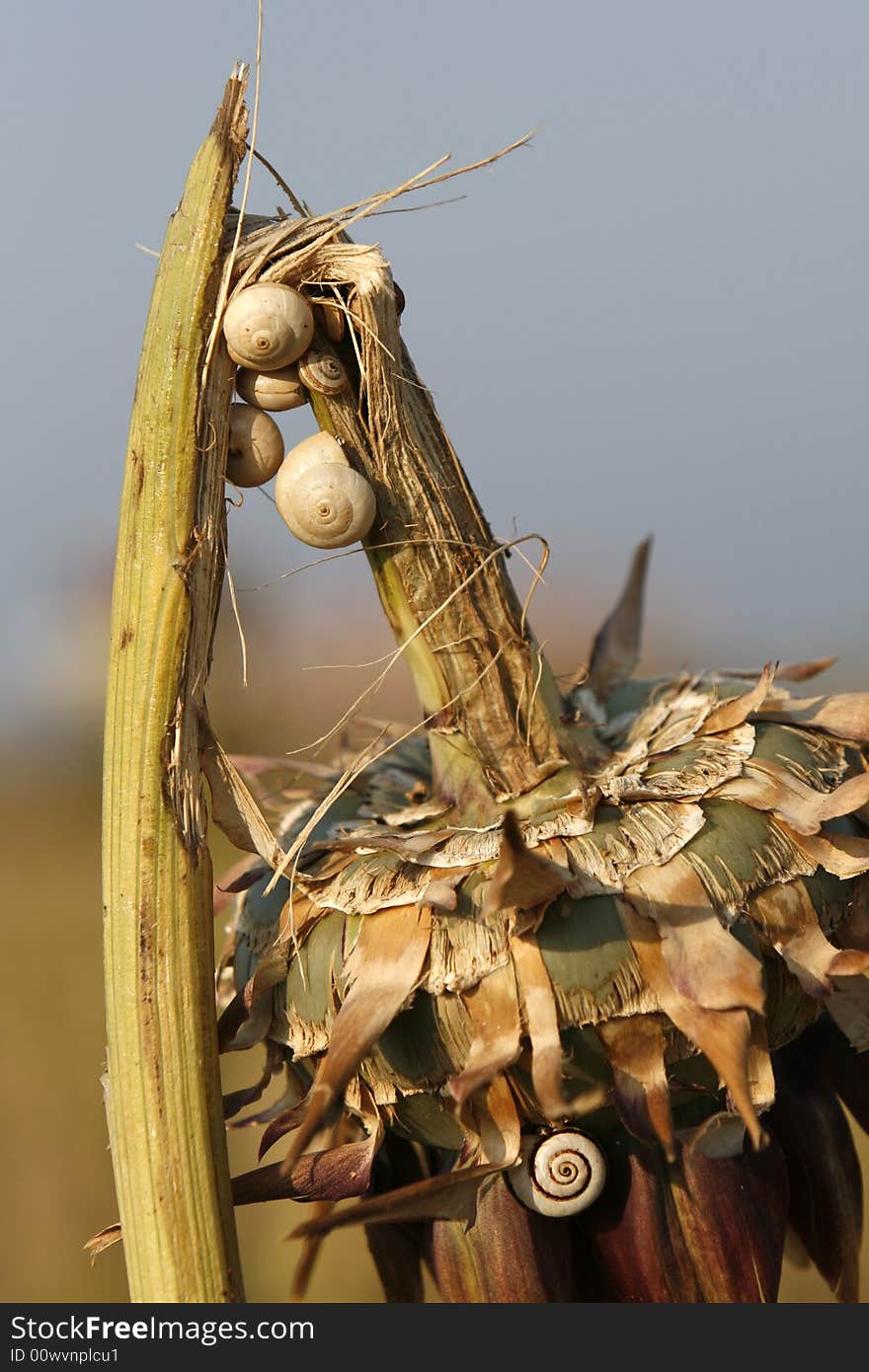 A simple vegetable portrait with  snails on it. A simple vegetable portrait with  snails on it