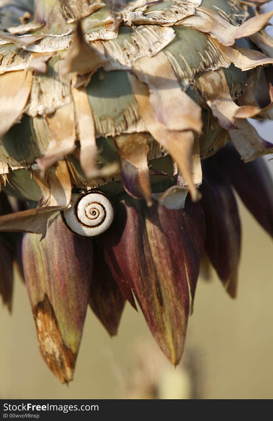 A close up with a vegetable and  snail. A close up with a vegetable and  snail