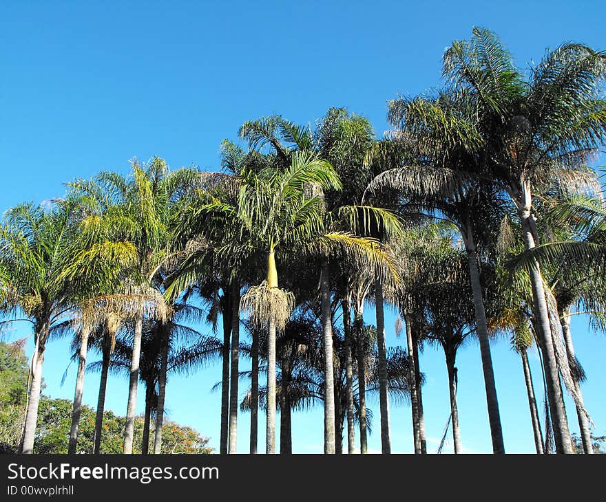 Palm trees depicted against a blue sky