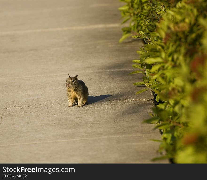 Brave Squirrel