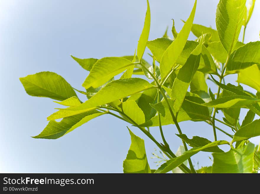 Green branch on blue background