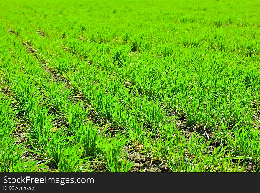 Wheat Field