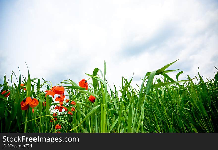 Red poppies in wheat field