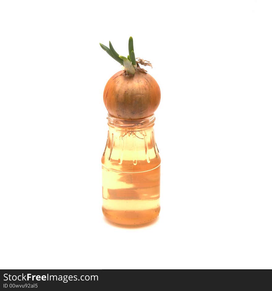 Bulb progrown in bank with water