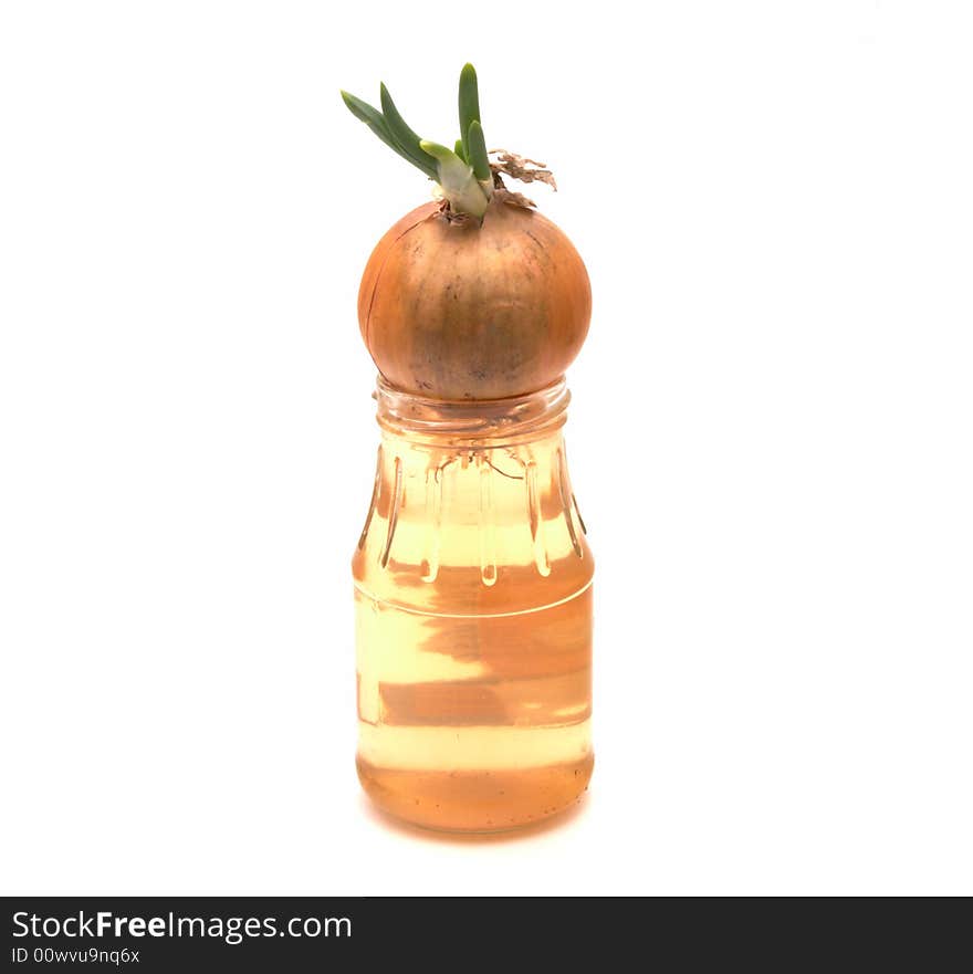 Bulb progrown in bank with water on white background