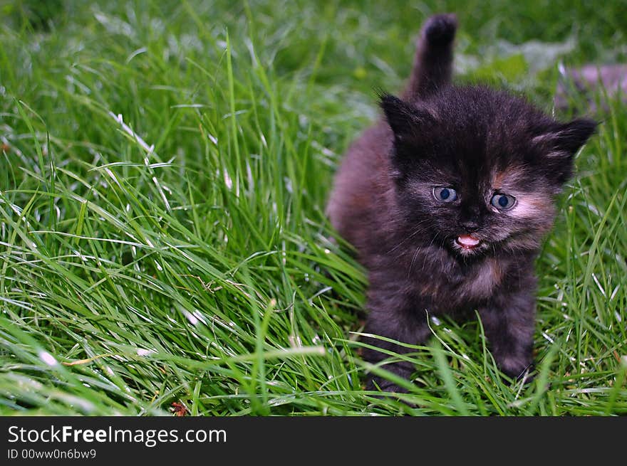 One month old black, white and grey kitten having its first walk in grass. One month old black, white and grey kitten having its first walk in grass