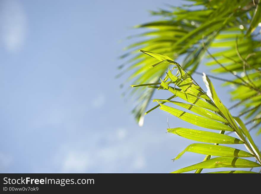 Palm leafs and blue sky