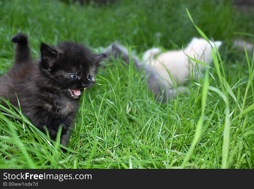 One month old kittens kitten having thier first walk in grass. One month old kittens kitten having thier first walk in grass