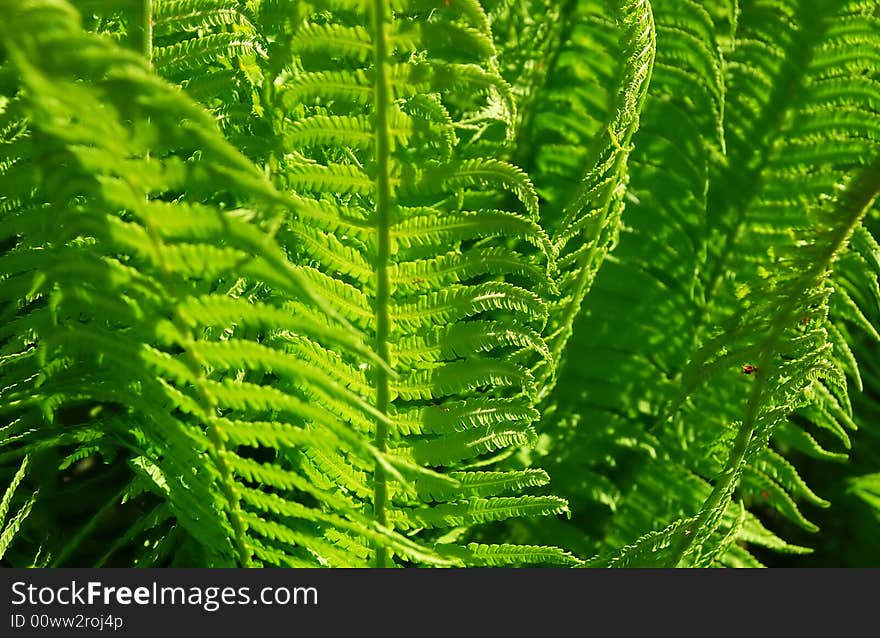 Fern fresh leaves in the forest sunny place. Early summer.