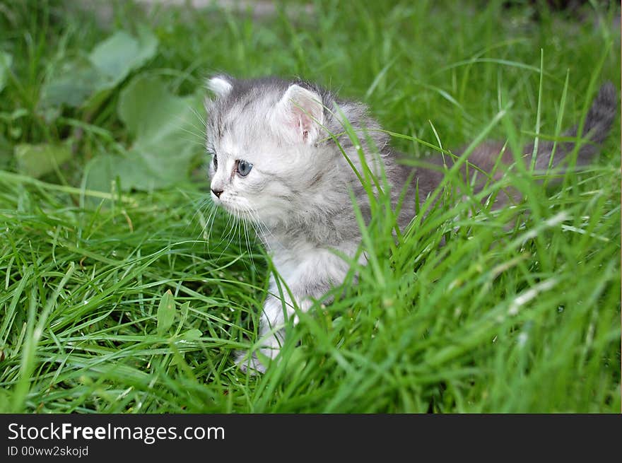 Grey kitten in grass