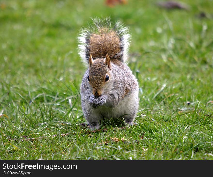 Squirrel Eating Nut