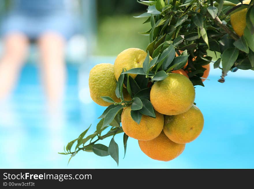 A orangetree at the pool on a sunny day with  unsharpness in the deep one