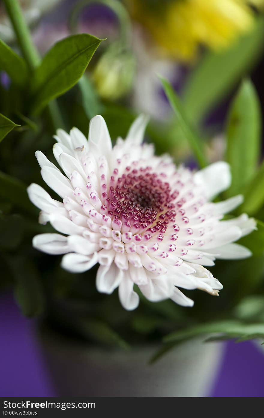 White flower macro image on green background