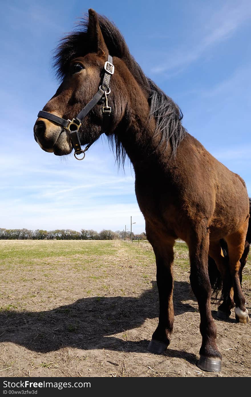 Wide angle shot of horse in profile. Wide angle shot of horse in profile.