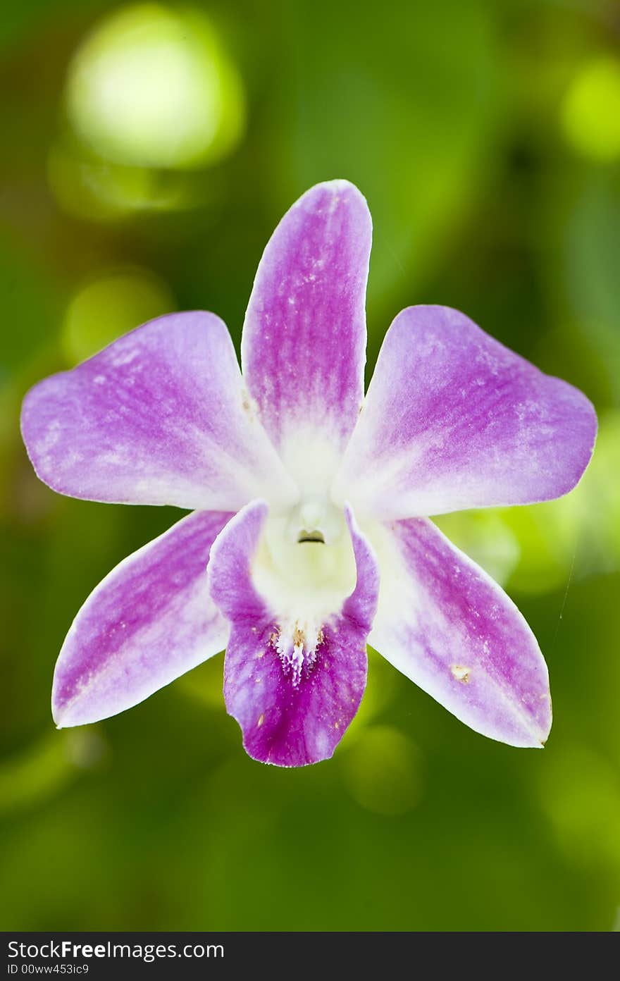 Close up of a part of a pink flower. Green background. Close up of a part of a pink flower. Green background.