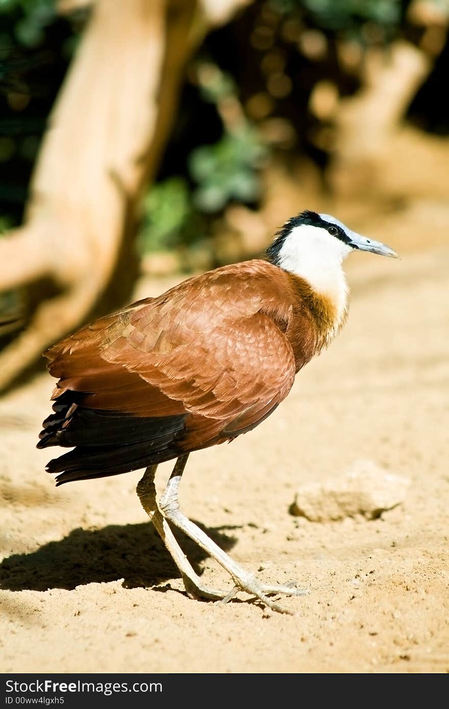 African Jacana