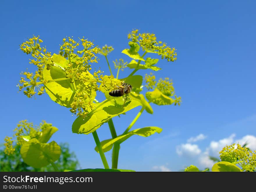 Bee collestion pollen