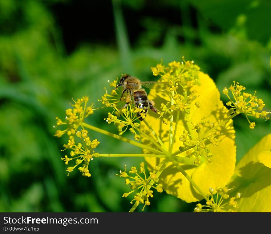 Bee In Flowers