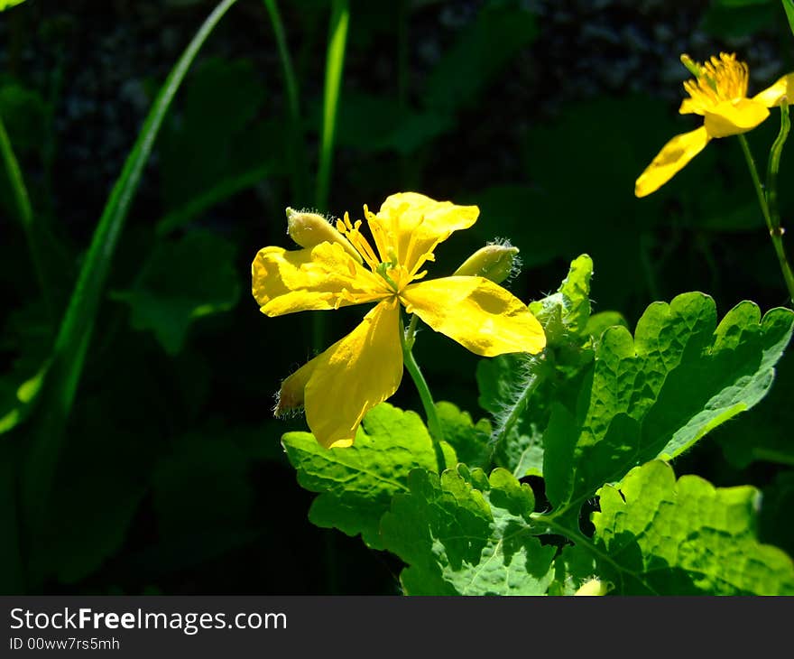 Yellow flower