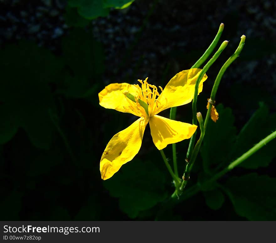 Yellow flower