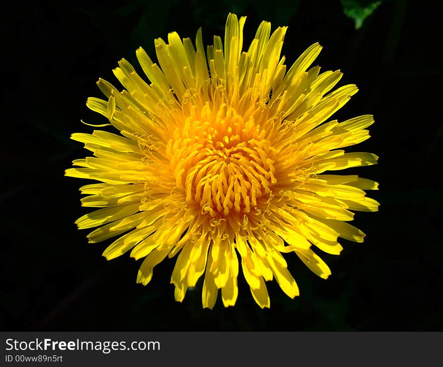 Big dandelion on black background