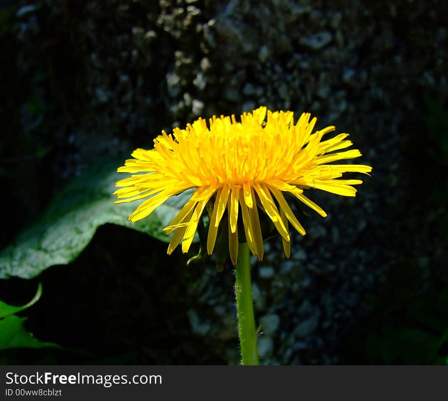 Dandelion macro and leaf in background. Dandelion macro and leaf in background