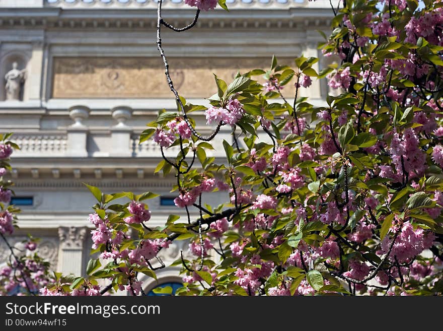 Spring Blossoms Alteoper