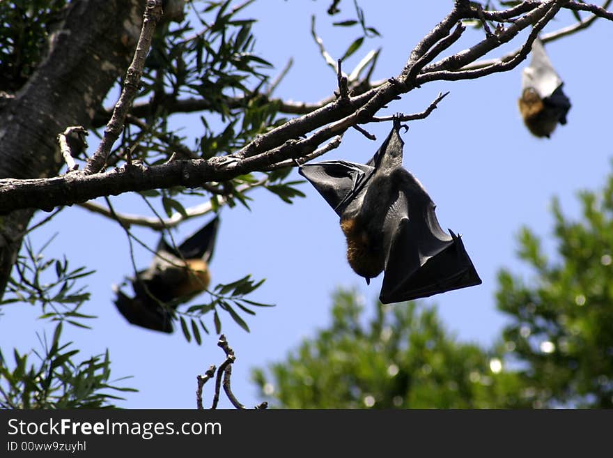 Flying Fox