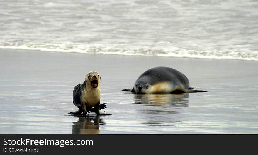 A baby Australian Sealion runs up the beach on Kangaroo Island as mum watches on. A baby Australian Sealion runs up the beach on Kangaroo Island as mum watches on