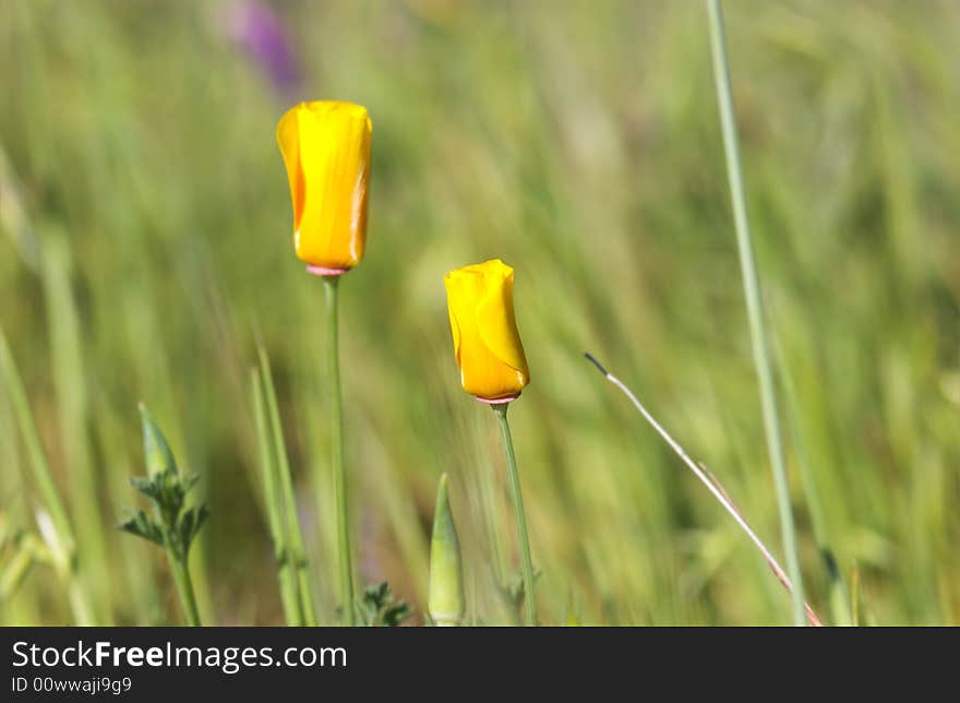 Close-up of california poppy in california.usa