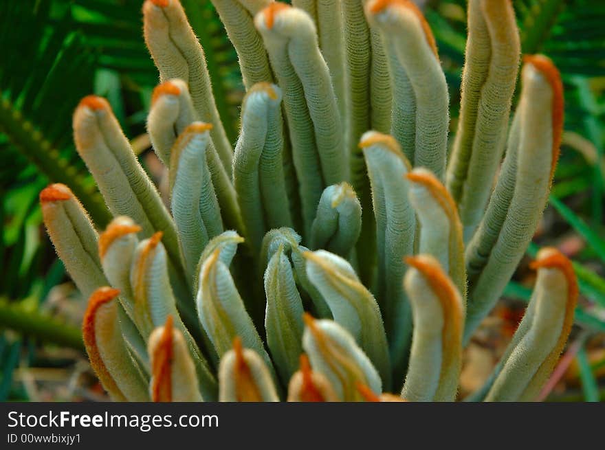 The Leaves Of Cycas Revoluta 5