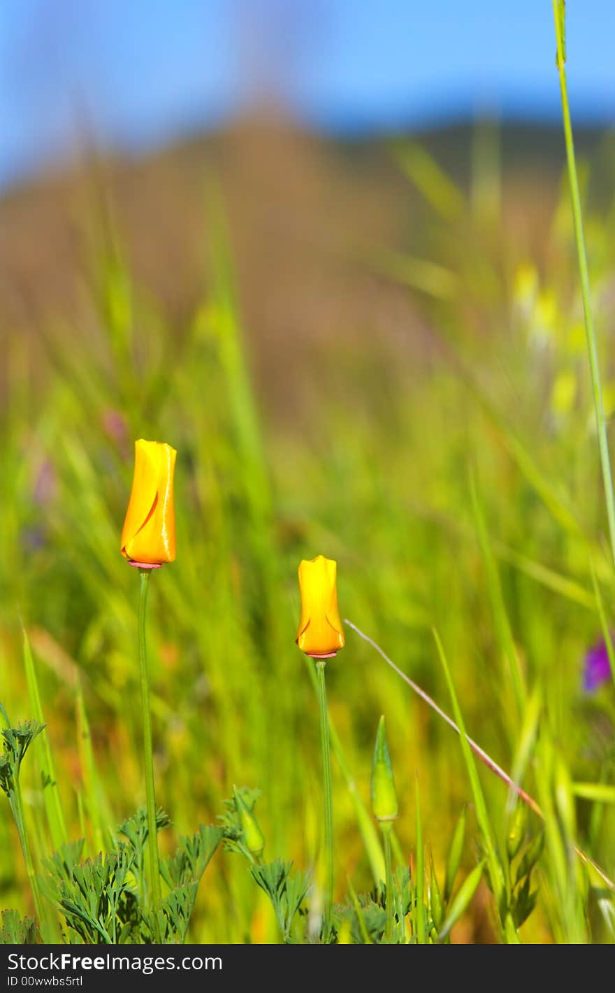 Close-up of california poppy in california.usa