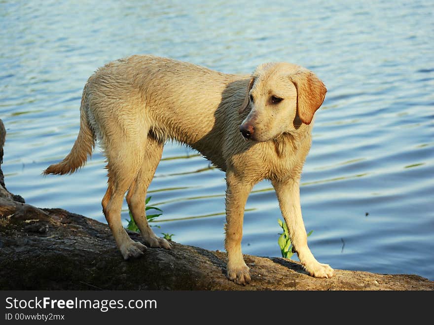 Shot of a labrador puppy after she has done her favourite thing- swimming!. Shot of a labrador puppy after she has done her favourite thing- swimming!