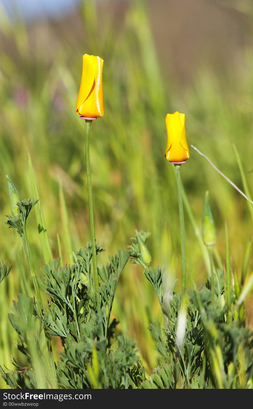 Close-up of california poppy in california.usa