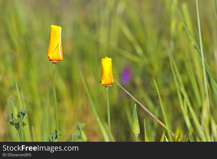 Close-up of california poppy in california.usa