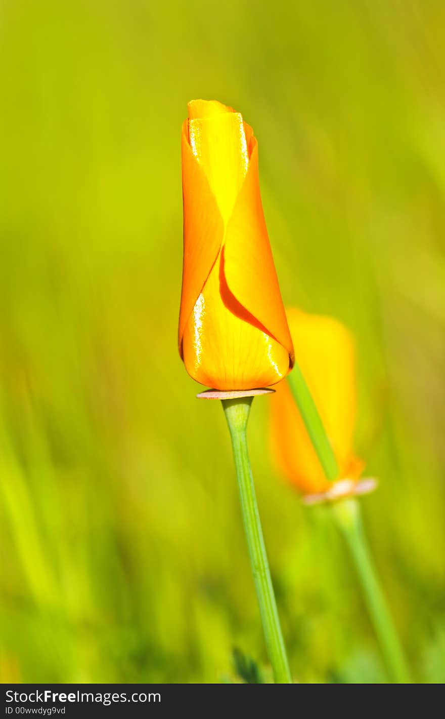 Close-up of california poppy in california.usa