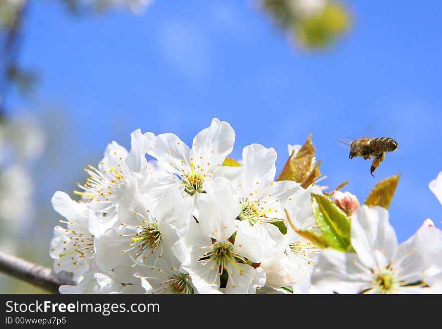 Bee on the white flower