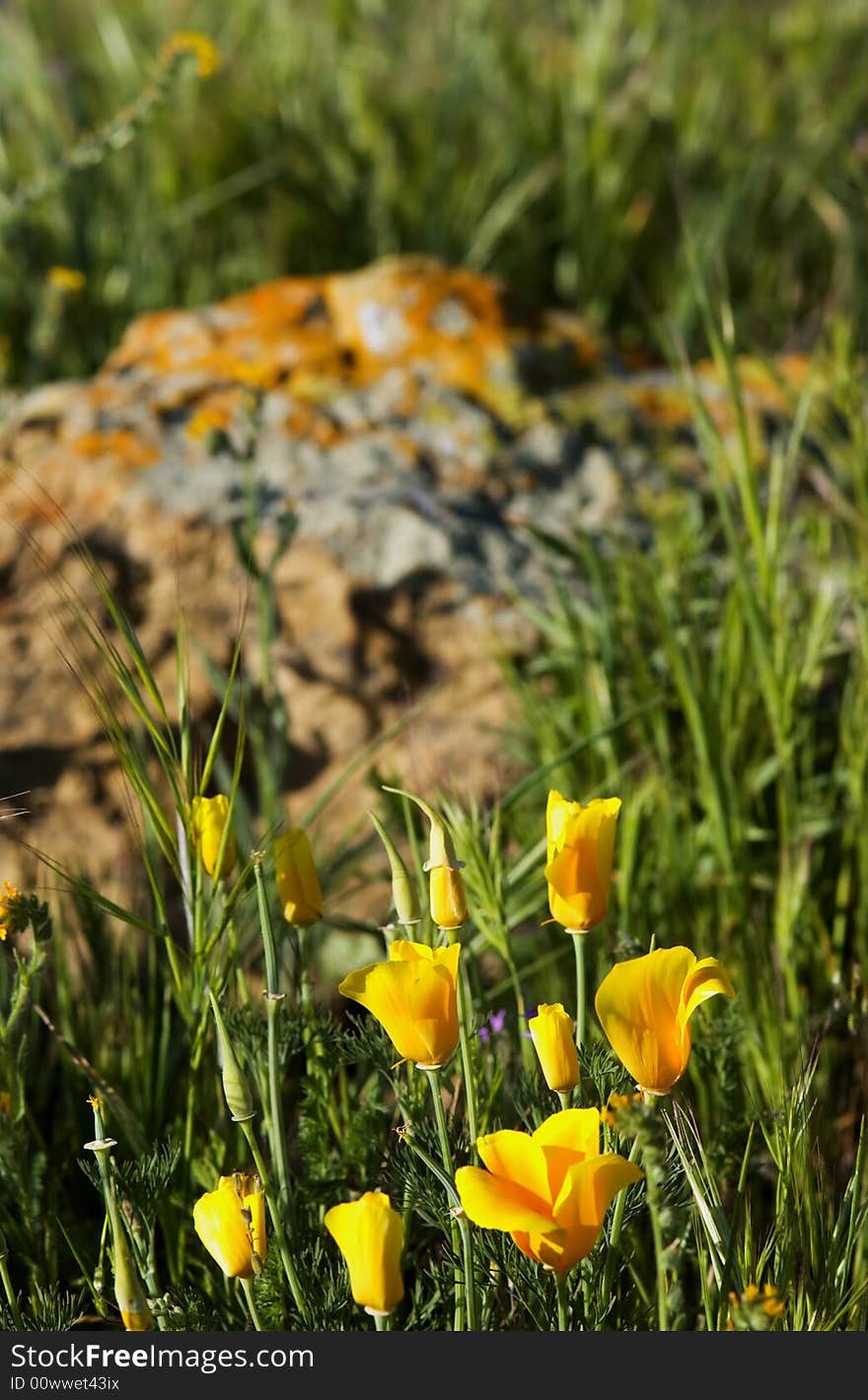 Close-up of california poppy in california.usa