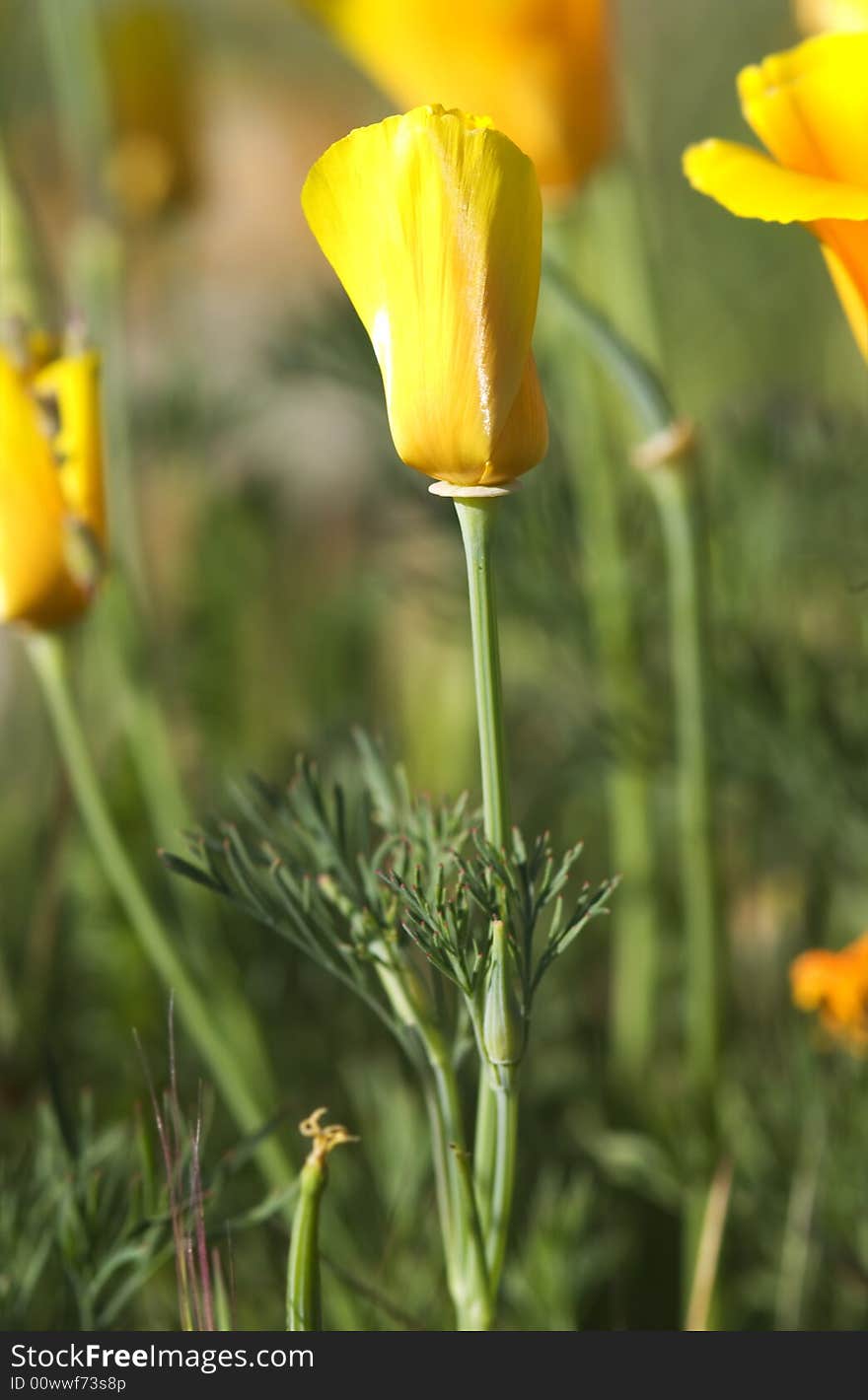 Close-up of california poppy in california.usa