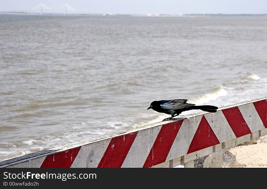 Blackbird on Warning Barrier